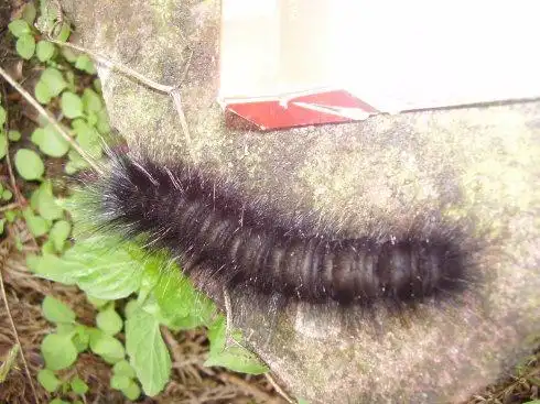 各位这种是什么大毛毛虫呀?