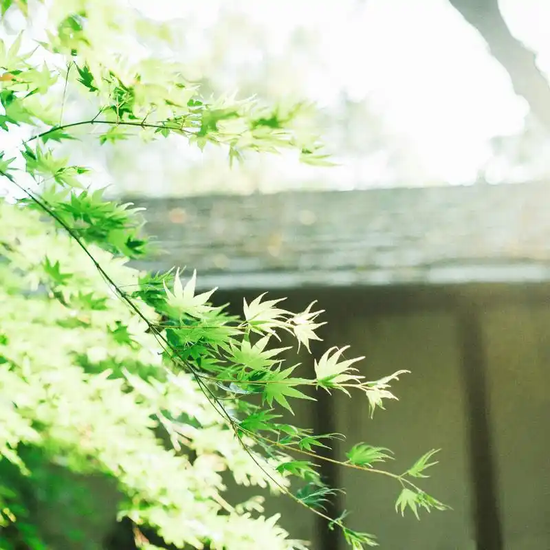 小清新春天主题绿色护眼2048*2048ipad壁纸