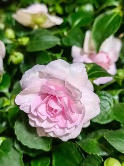 非洲重瓣凤仙的养殖方法和注意事项 - 花百科