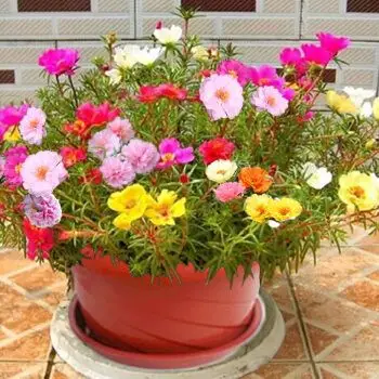 太阳花冬季会死亡吗_冬天太阳花枝枯萎来年会再生长吗_盆栽-撑船人