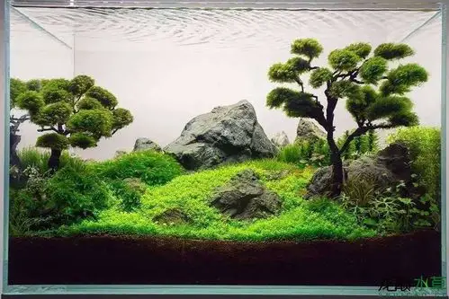 求60缸的配置,只想养迷你牛毛或者迷你矮! - 水草造景 - 龙巅水草