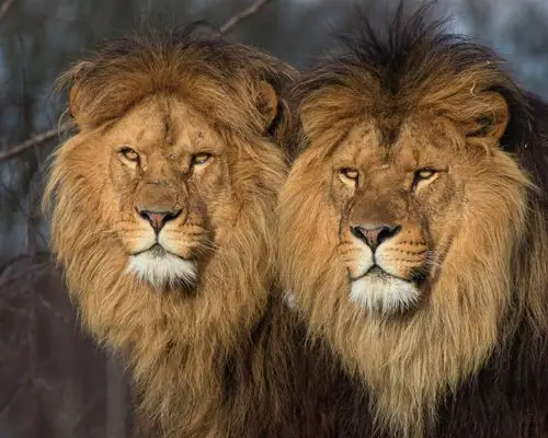 两只狮子,野生动物 4k