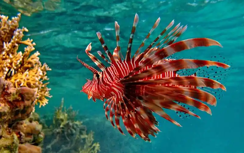 壁纸 水下,红色鱼,水,海 2560x1600 hd 高清壁纸, 图片, 照片