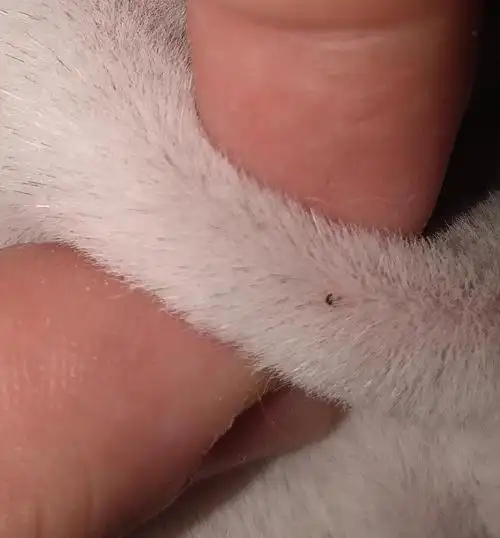 【求助】家里猫可能长蜱虫了