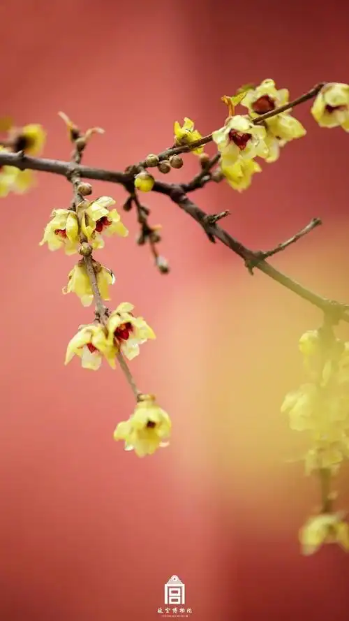 故宫红墙与金黄腊梅配色好搭!-大象网