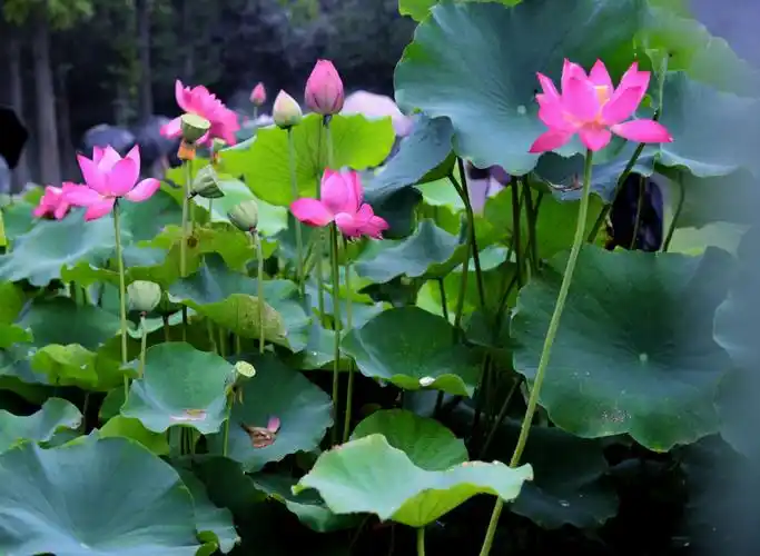 接天莲叶无穷碧,映日荷花别样红! 2018荷花摄录