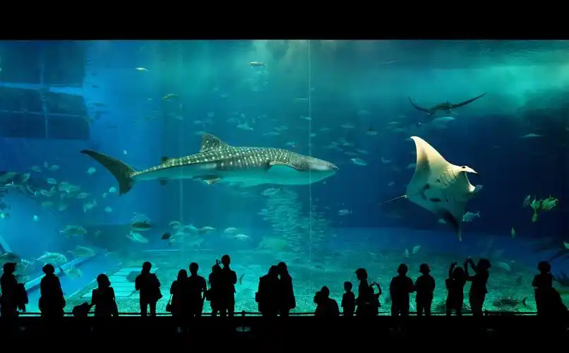 当您到了这里,将仿佛身处海底世界一般,这里拥有成千上百种的海洋生物