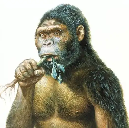 原来古猿人也分吃荤or吃素南方古猿人的出现世界历史常识02