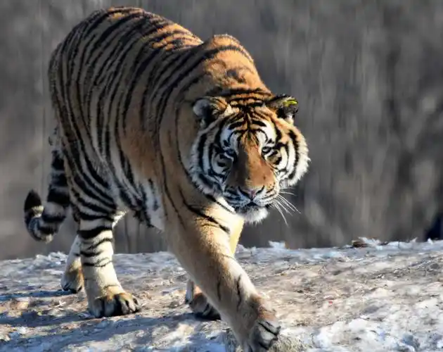 横道河子东北虎园拍摄