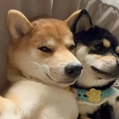 黑柴头像超级无敌可爱帅气78