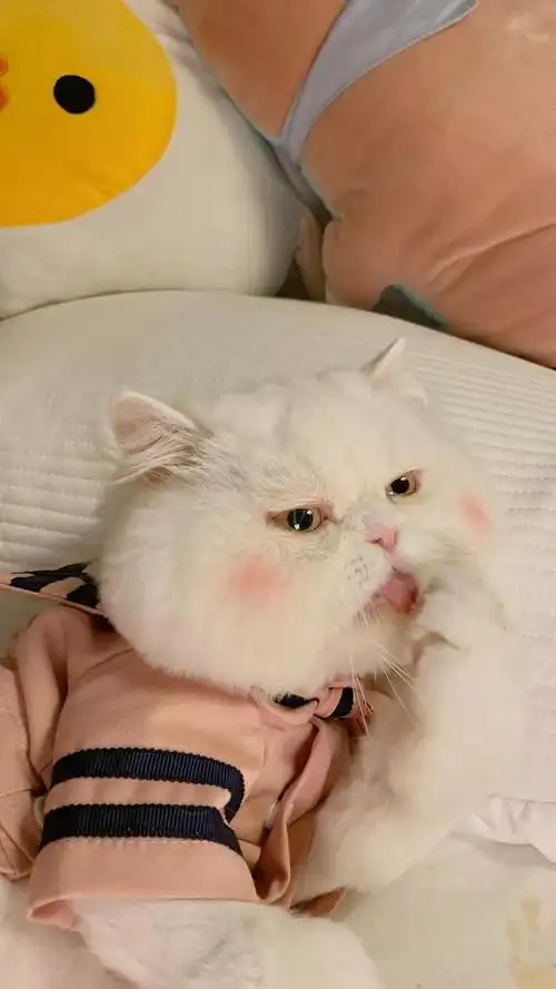 「治愈系壁纸」超可爱的芳心纵火犯猫咪头像来了