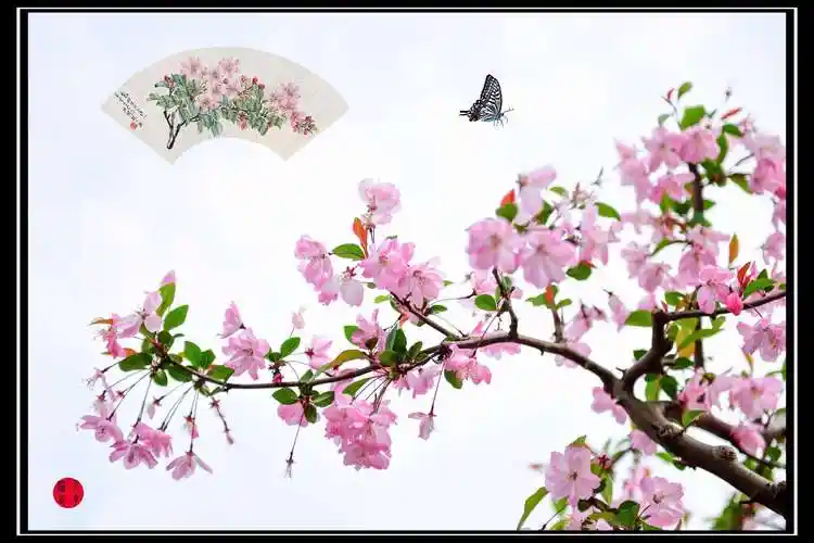 赏心悦目的垂丝海棠花