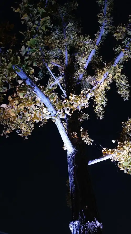 夜晚下的银杏树白看不厌