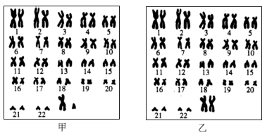 人体染色体排序图如图所示,请回答下列问题