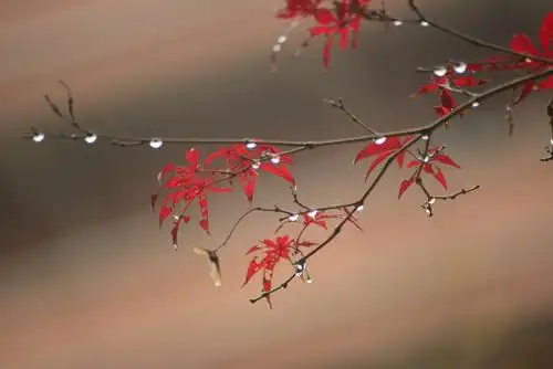 夜拍银杏 雨中红叶