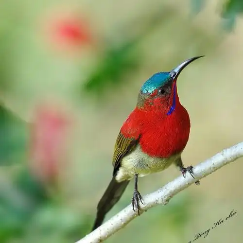 新加坡国鸟 黄腰太阳鸟