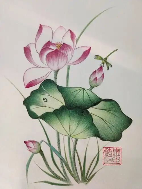 彩铅画荷花