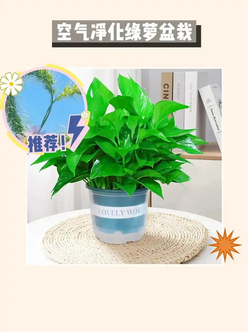 我是绿色加仑盆绿萝9878.我的新宠又来了!