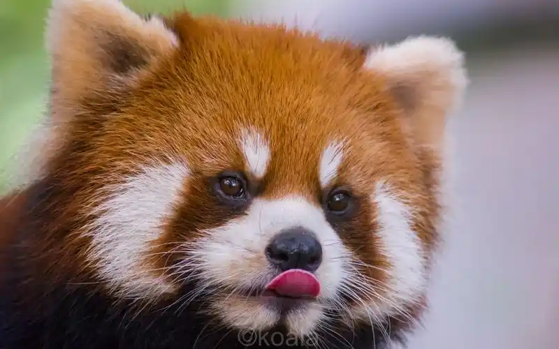 小熊猫的可爱图片