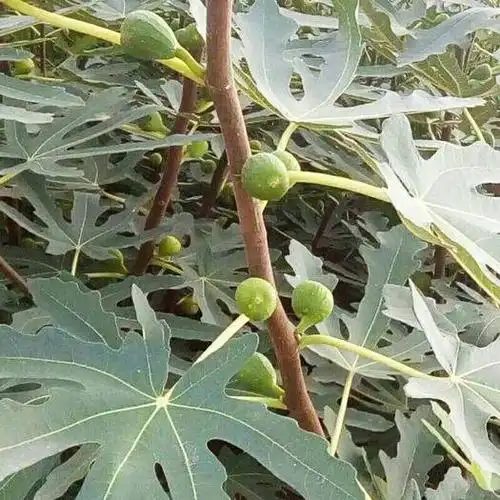 金傲芬无花果苗  5.00 元/株