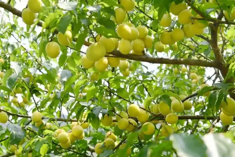 又是一年青梅采摘季,大新万亩青梅获丰收_腾讯新闻