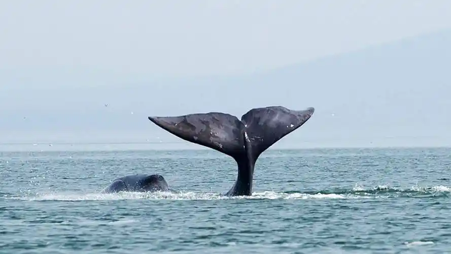 鲸鱼:海洋巨人,生态守护者