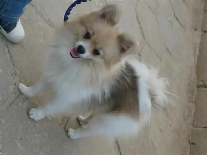 寻找屋仔村附近走丢的狐狸狗