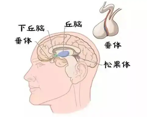 生长激素是脑垂体前叶分泌的一种多肽,由191个氨基酸组成,分子量为22