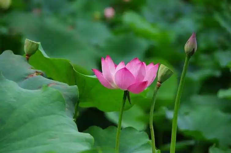 荷花亭亭玉立,婀娜多姿;睡莲座在平静的水面上梳妆打扮,以最美的姿态