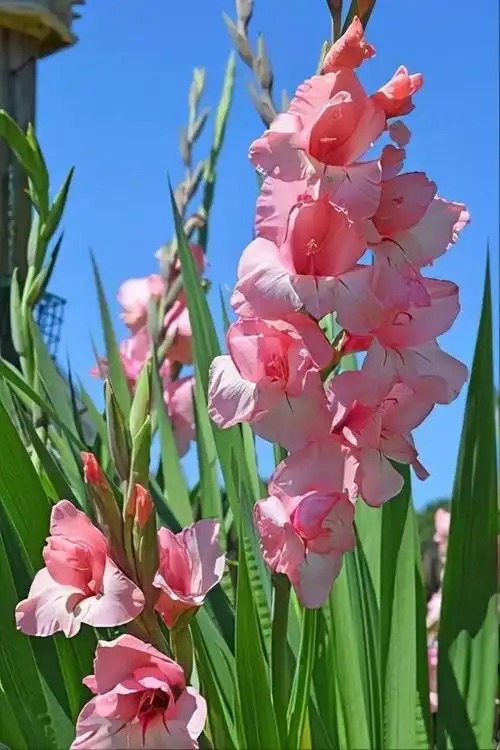 剑兰图片(剑兰四季开花,掌握种植方法,花开一大片,满盆花真漂亮)_环卫