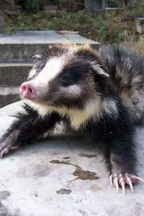 食肉目·鼬科·猪獾属:猪獾