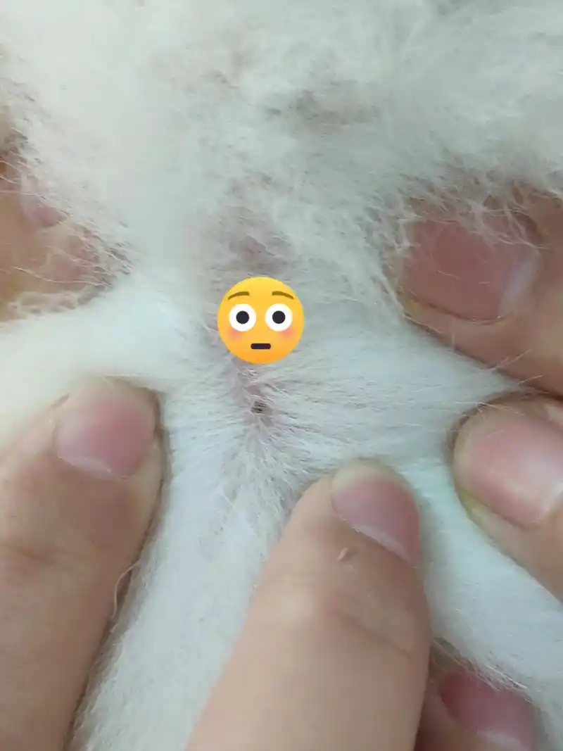 夏日草丛常见吸血寄生虫,毛孩子喜欢钻草丛的家长要当心啦 - 抖音