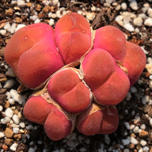 多肉专用土 番杏种植土 颗粒种植土 多肉植物绿植土壤花草 营养土