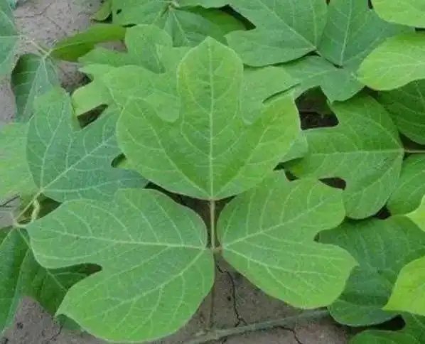 野生葛根叶子图片