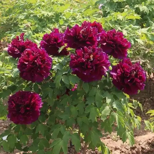 典雅庄重的黑夫人牡丹