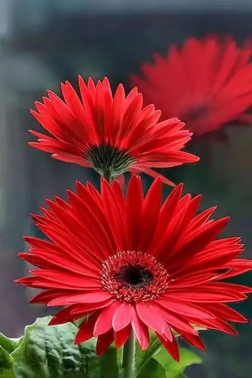 花色运势の红色的花