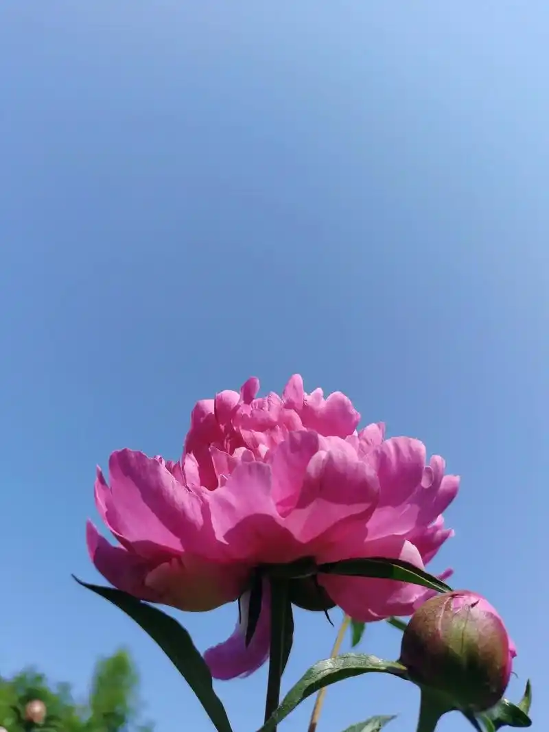 每一张照片都是满满的回忆 芍药花的花语是真诚,美丽.芍药花 - 抖音