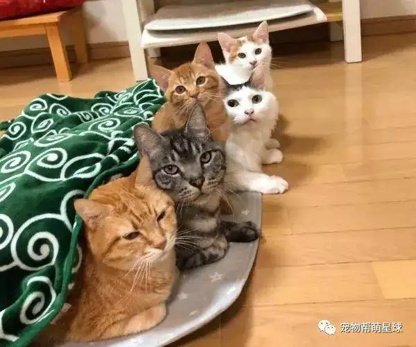 六只猫不打架感情好到手牵手,确定没有给猫皇下什么迷魂药?