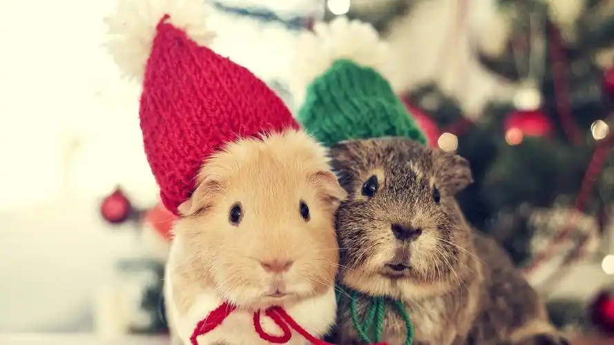 呆萌仓鼠可爱高清桌面壁纸