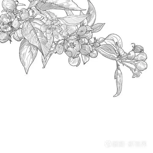老式手工绘制盛开苹果树树枝上白色孤立