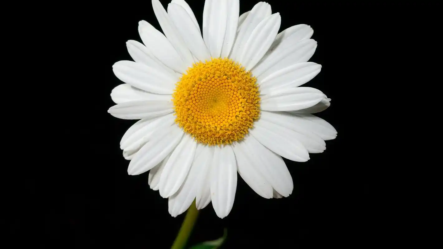 可爱的雏菊摄影高清宽屏桌面壁纸