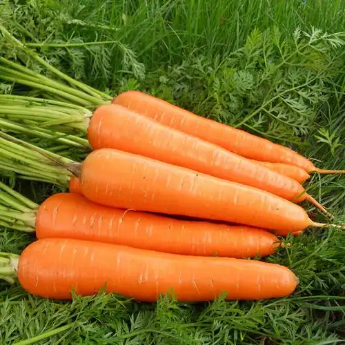 蔬菜:胡萝卜水洗 本产品重量误差为 -10g