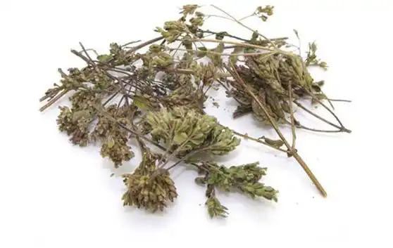 香薷图片_香薷的功效与作用_美健品招商网