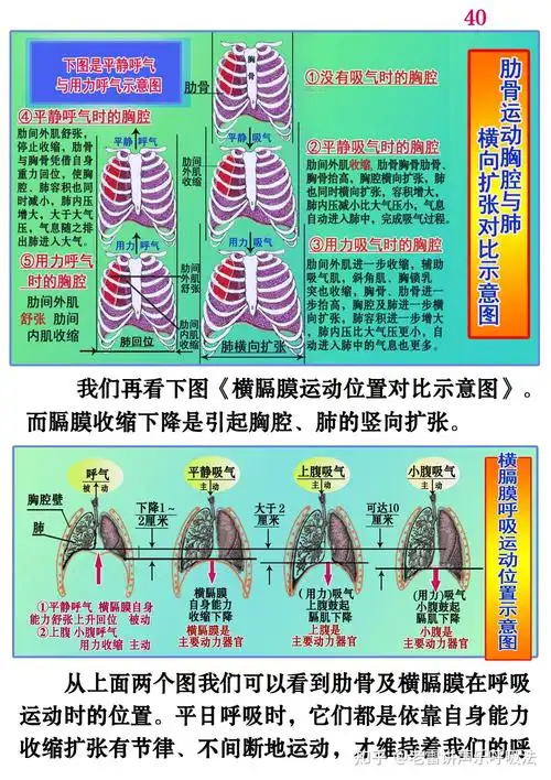 为什么深呼吸要用鼻子吸气用嘴呼气?