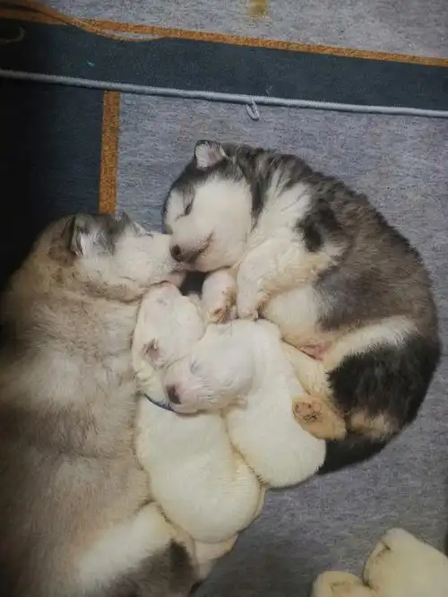 阿拉斯加 &萨摩耶