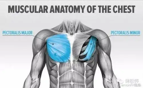 荔枝新闻 体育  这里一句话就可以回答这些问题,你的胸肌还不够大.