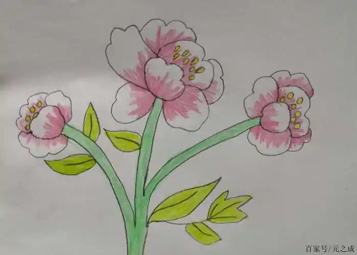 牡丹花简笔画带颜色(牡丹花简笔画带颜色 儿童版)