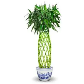 转运富贵竹大盆栽客厅办公室图片