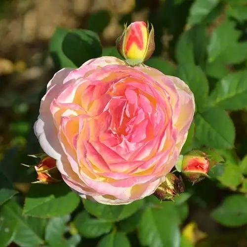 "超有活力"的月季花——罗斯曼尼詹森_月季资讯_月季资讯_月季帮-月季