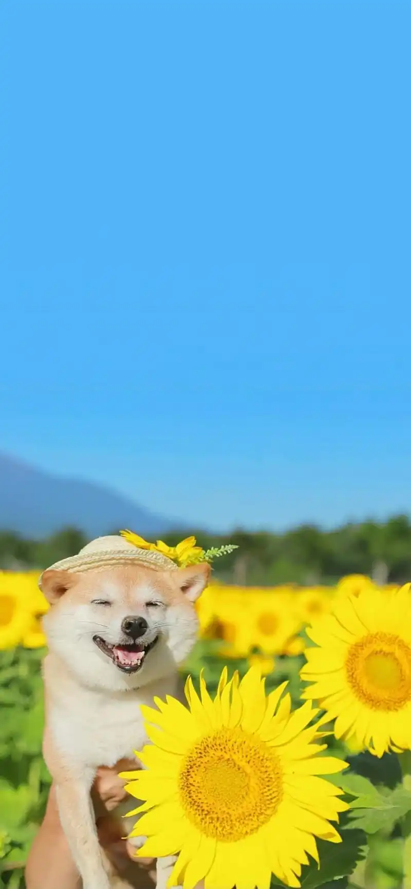 壁纸|超治愈的宠物